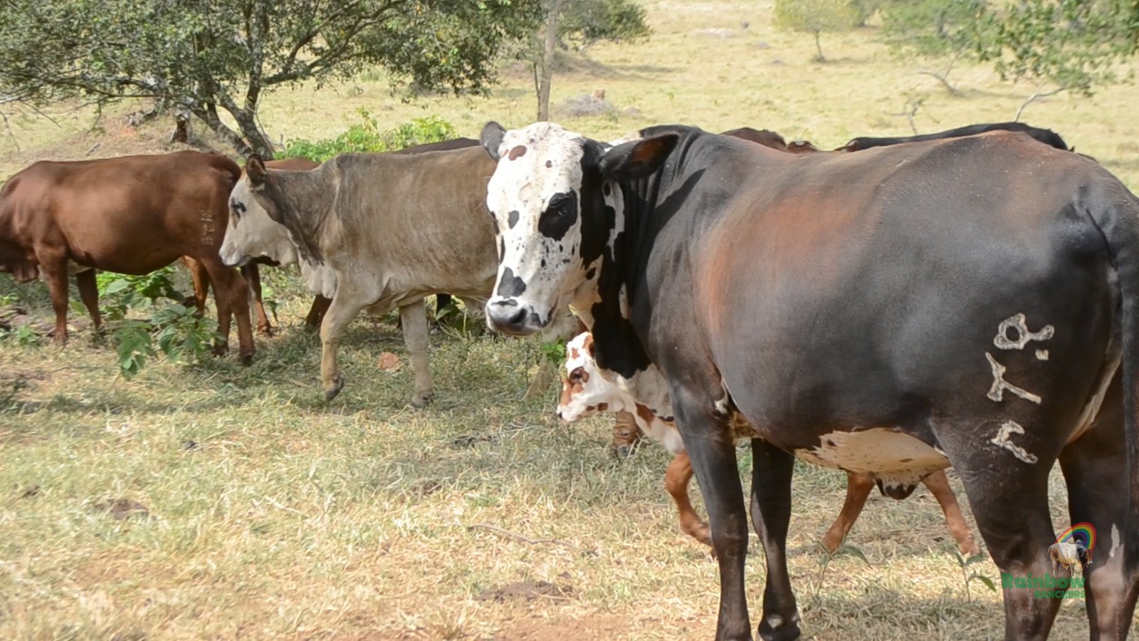 Regrow Ranchers About – Rainbow Ranchers